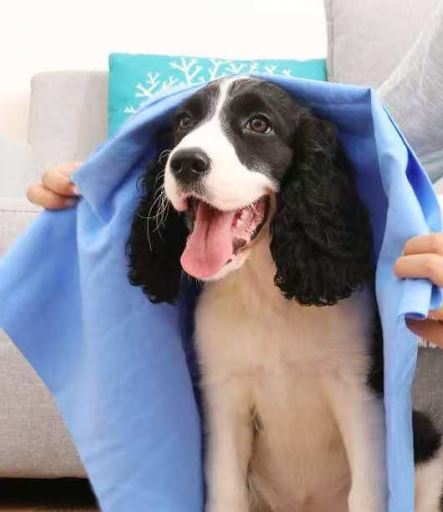 Dog Pets towel